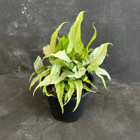 Syngonium Silver Fox 130mm