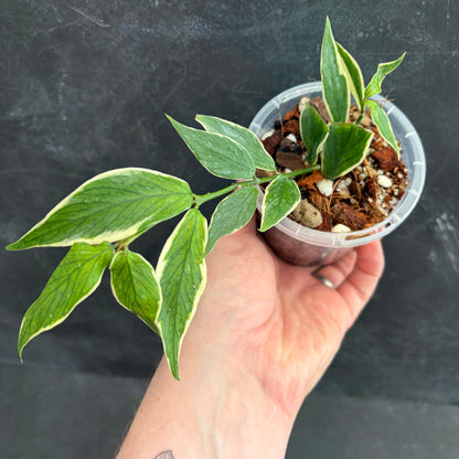Hoya Polyneura Albo Marginata 90mm