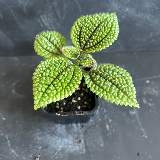 Pilea Moon Valley 70mm