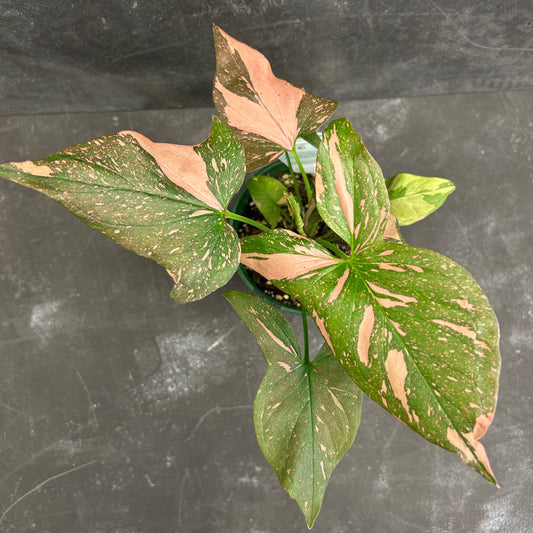 Syngonium Pink Splash 140mm