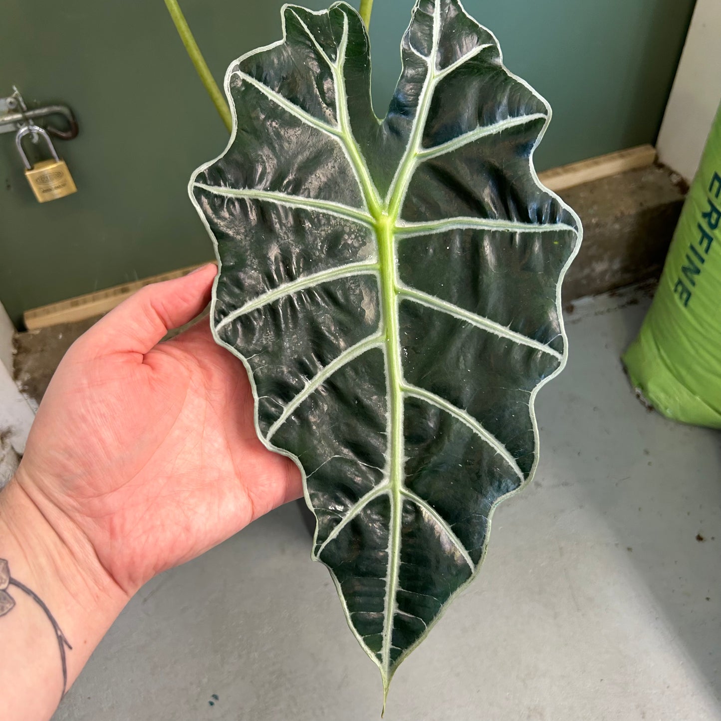 Alocasia Amazonica Polly 180mm
