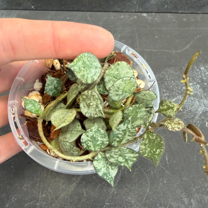 Hoya Curtsii Thai Form 90mm