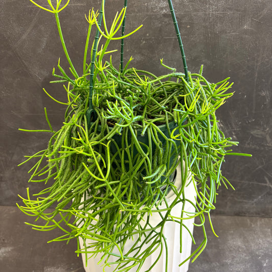 Rhipsalis Ewaldiana 175 mm