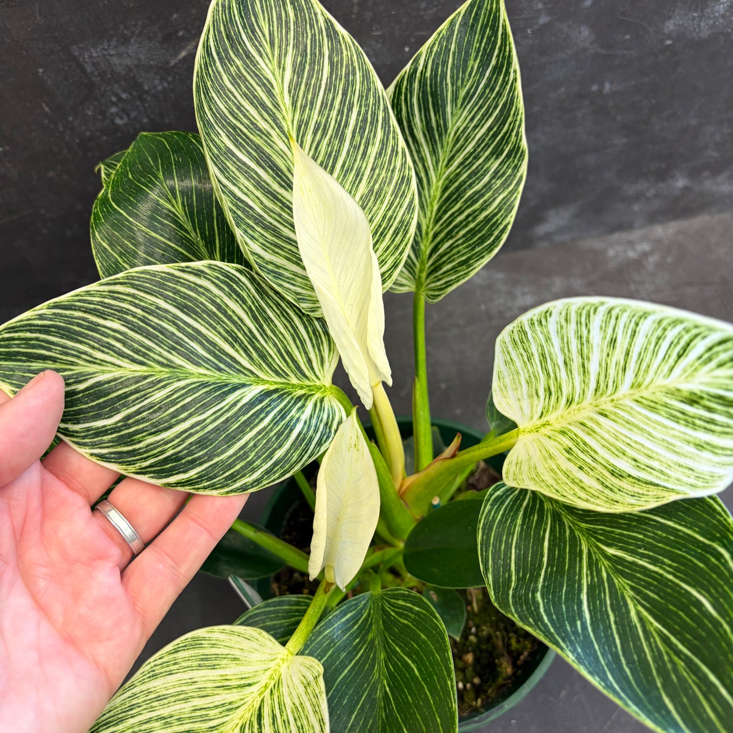 Philodendron Birkin 175mm