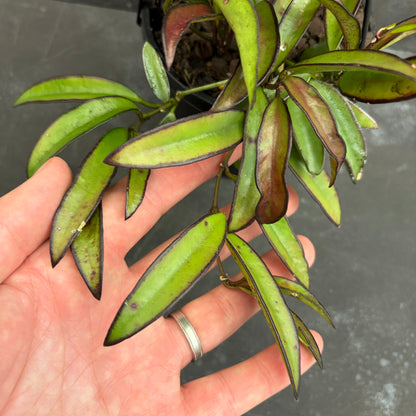 Hoya Wayetii 125mm