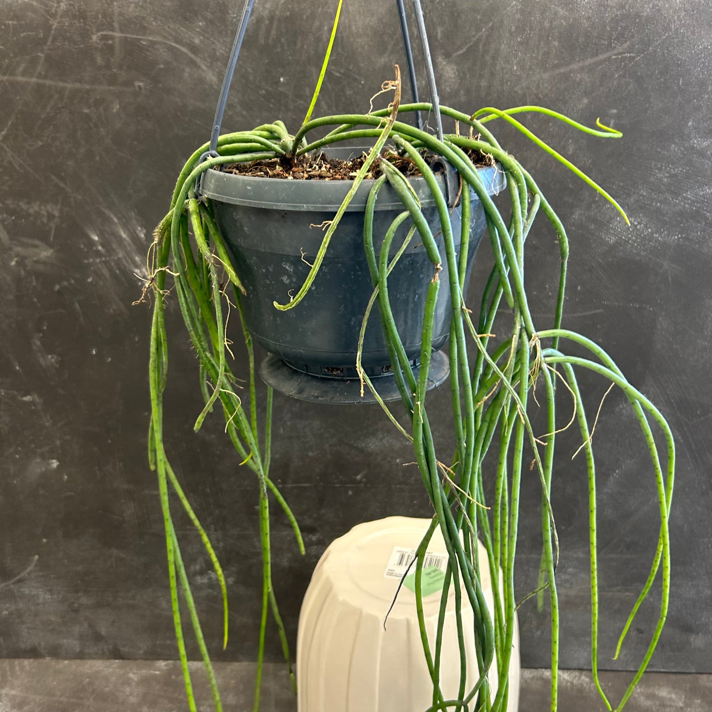 Rhipsalis Mistletoe Cactus 150mm