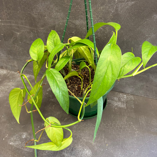 Epipremnum Pinnatum Dragon Tail 170mm