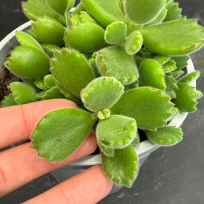 Cotyledon Bear Paw 170mm