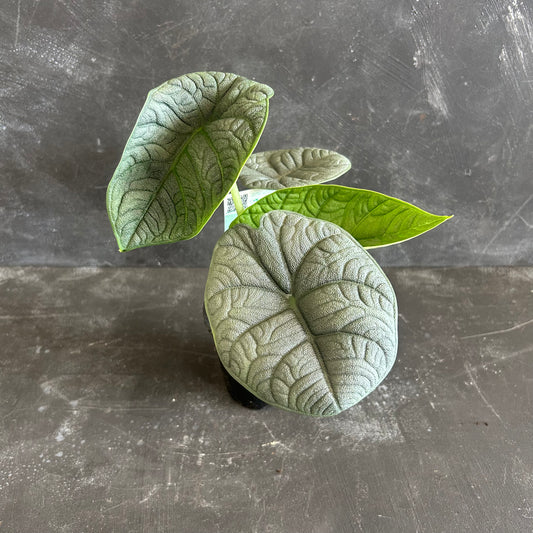 Alocasia Melo 90mm