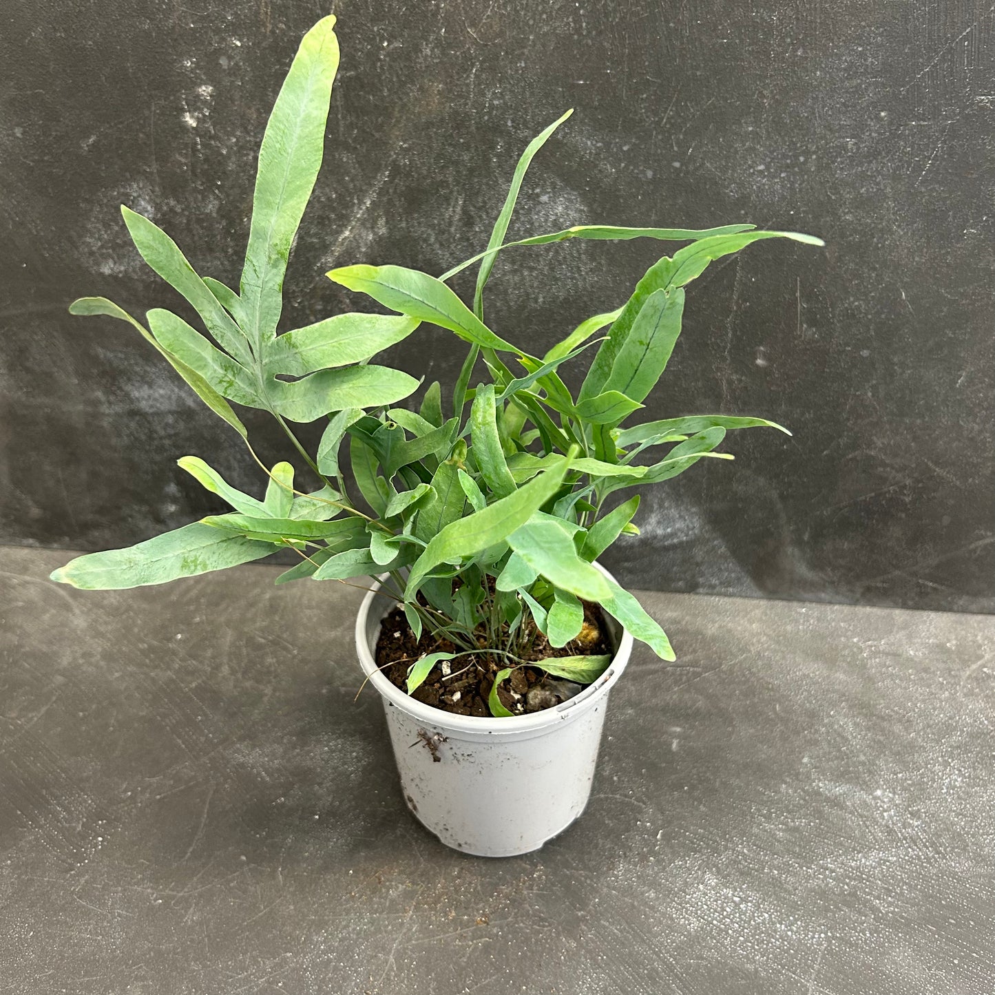 Blue Star Fern 105mm