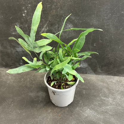 Blue Star Fern 105mm
