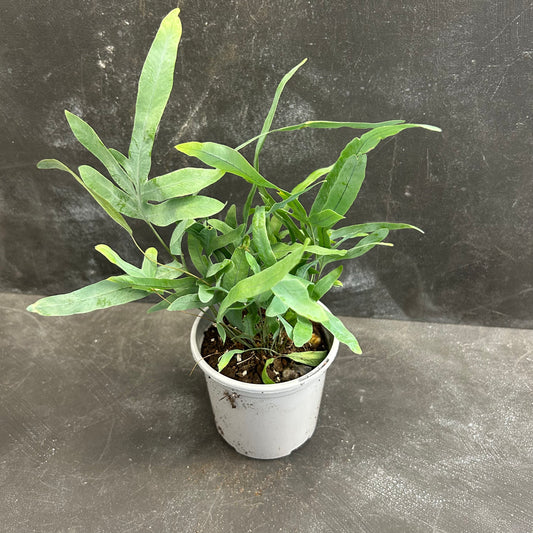 Blue Star Fern 105mm