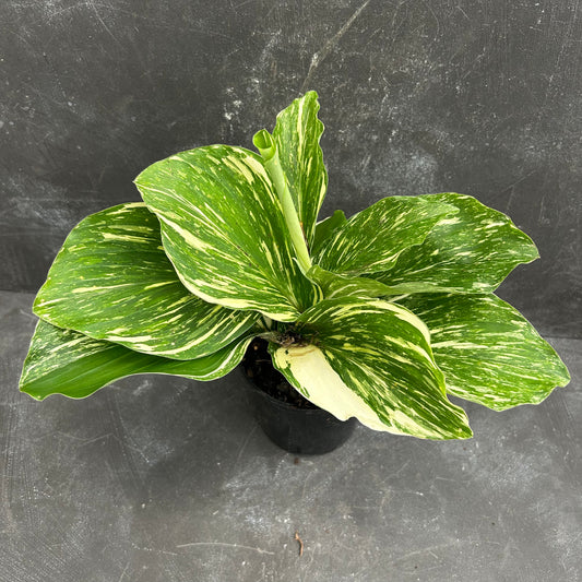 Kaempferia spp. Marble 125mm SECRET SALE!