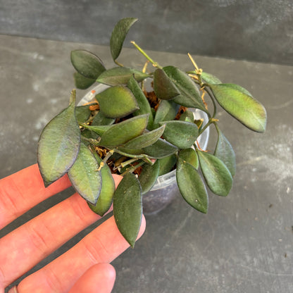 Hoya Burtoniae 90mm