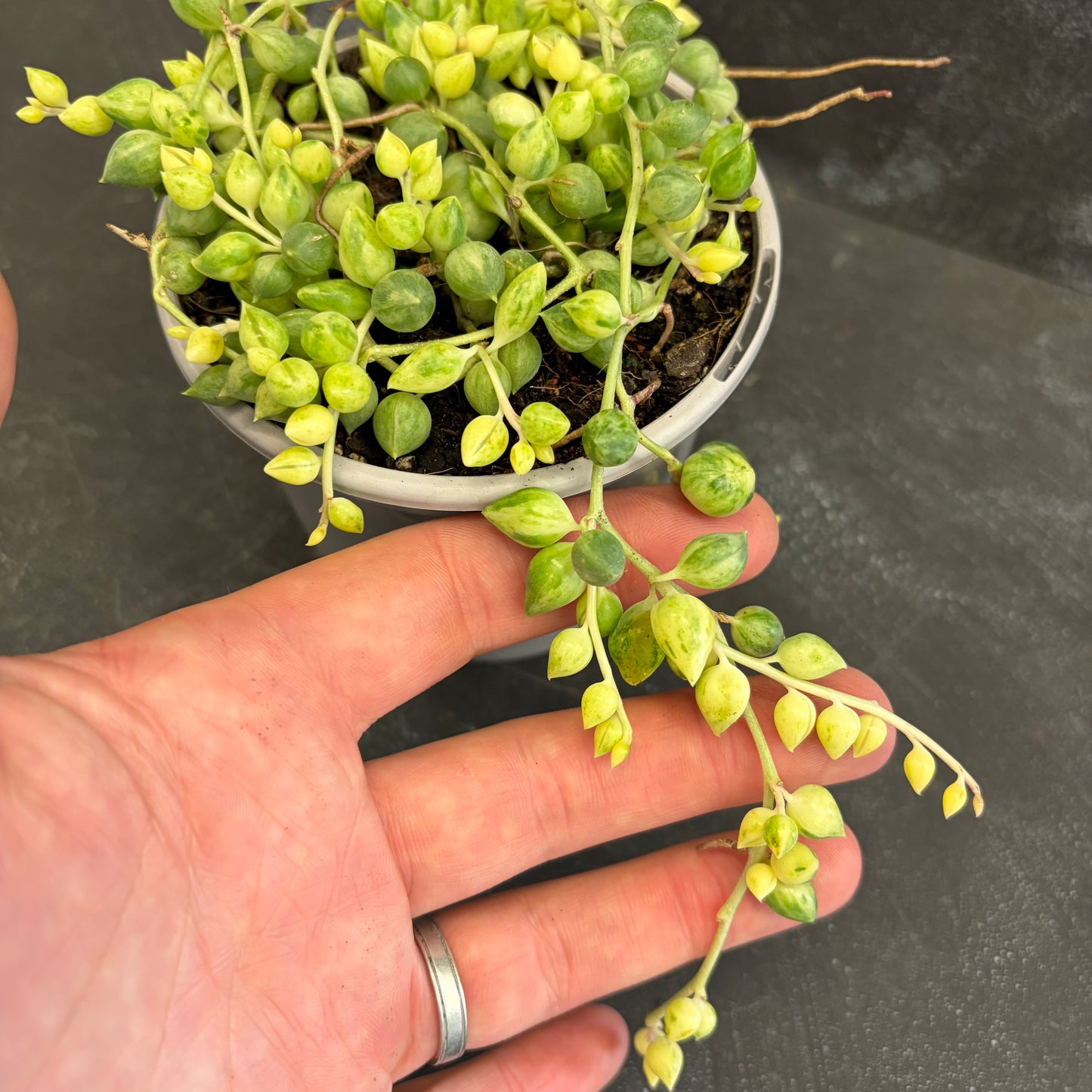 Senecio Clown Tears 105mm