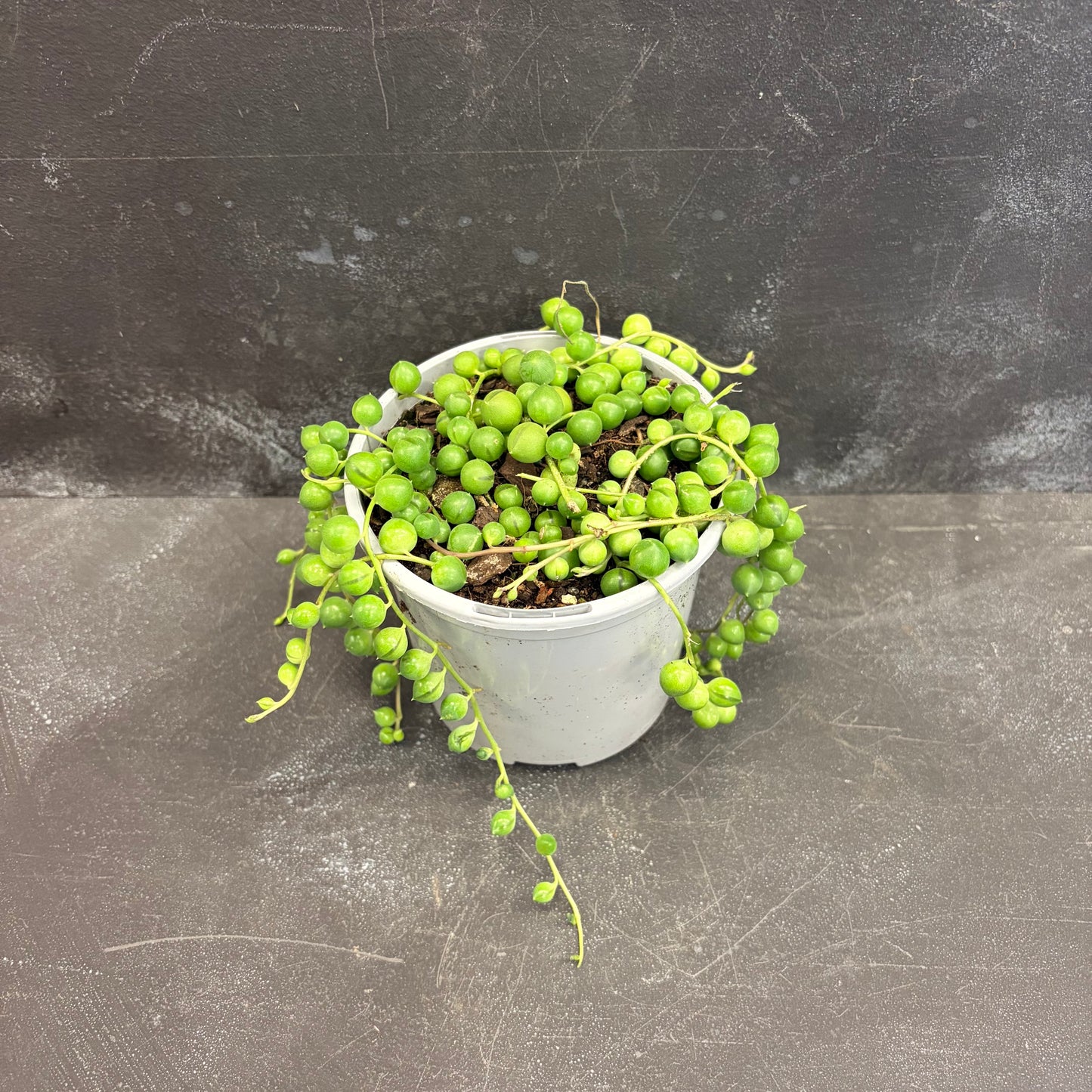 String of Pearls 105mm