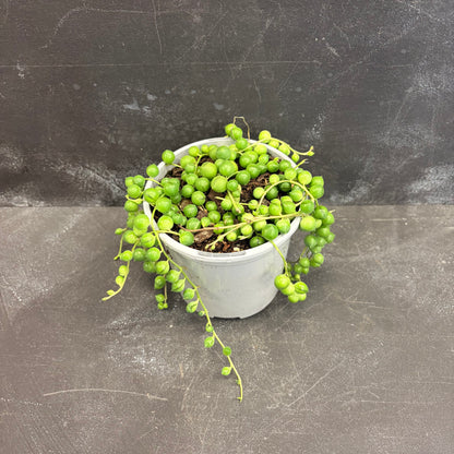String of Pearls 105mm
