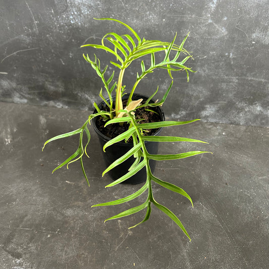 Philodendron Tortum 125mm