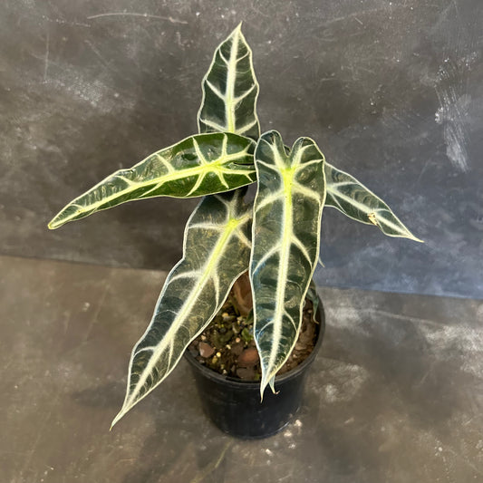 Alocasia Bambino 125mm