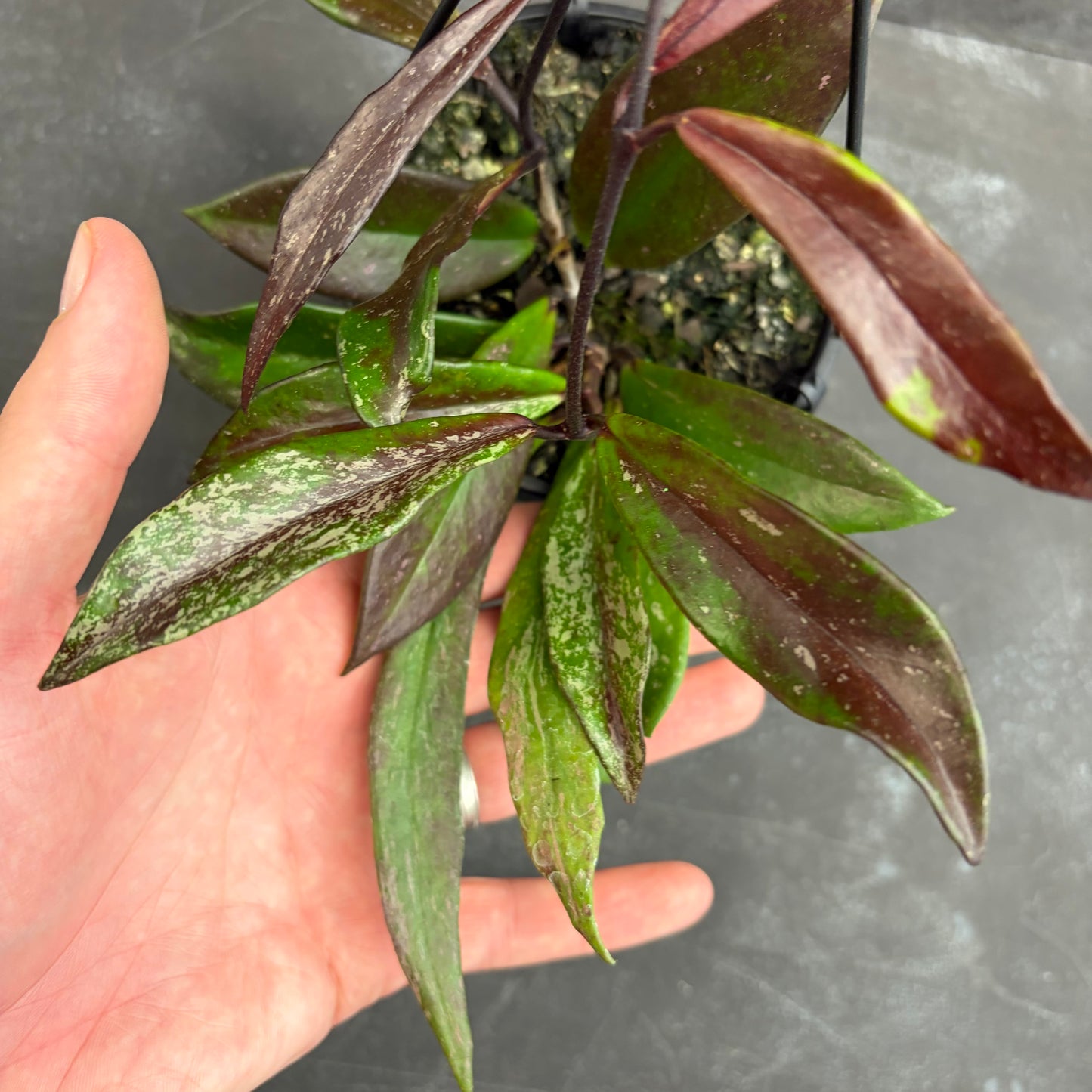 Hoya Pubicalyx Royal Hawaiian Purple 125mm
