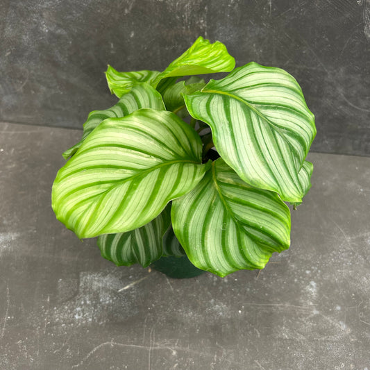 Calathea Orbifolia 140mm