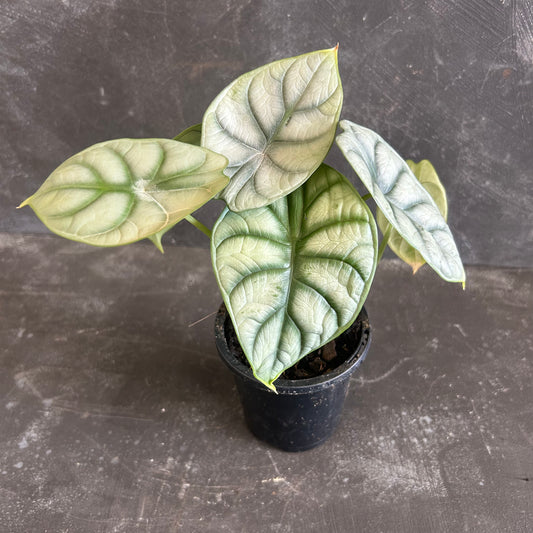 Alocasia Silver Dragon 90mm