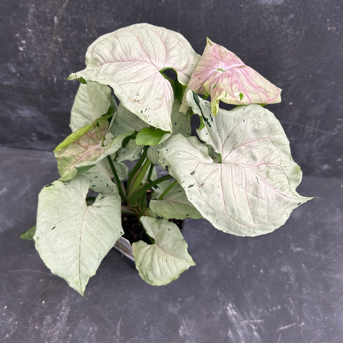 Syngonium Green Splash 125mm
