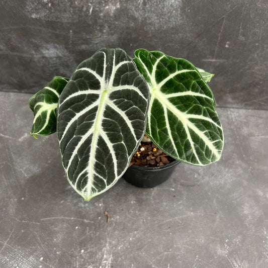 Alocasia Ninja 130mm