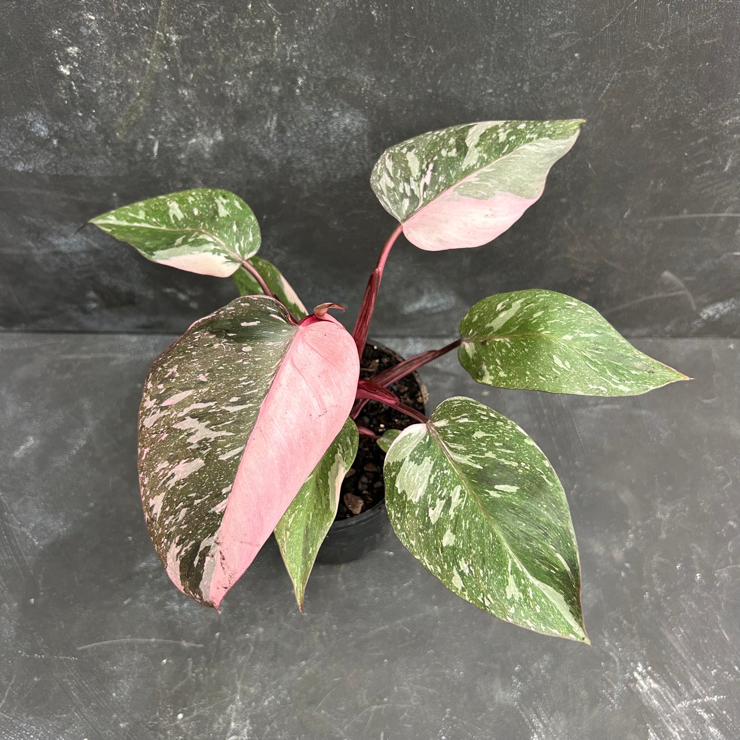 Philodendron Pink Galaxy 125mm