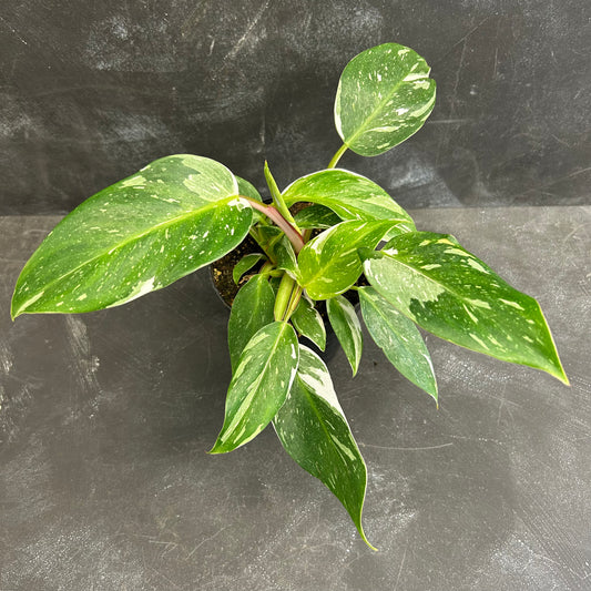 Philodendron White Princess 120mm