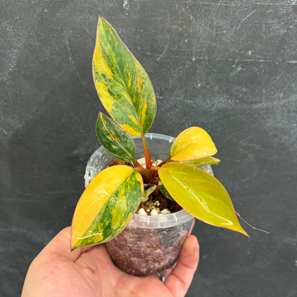 Philodendron Rojo Congo Variegated 90mm