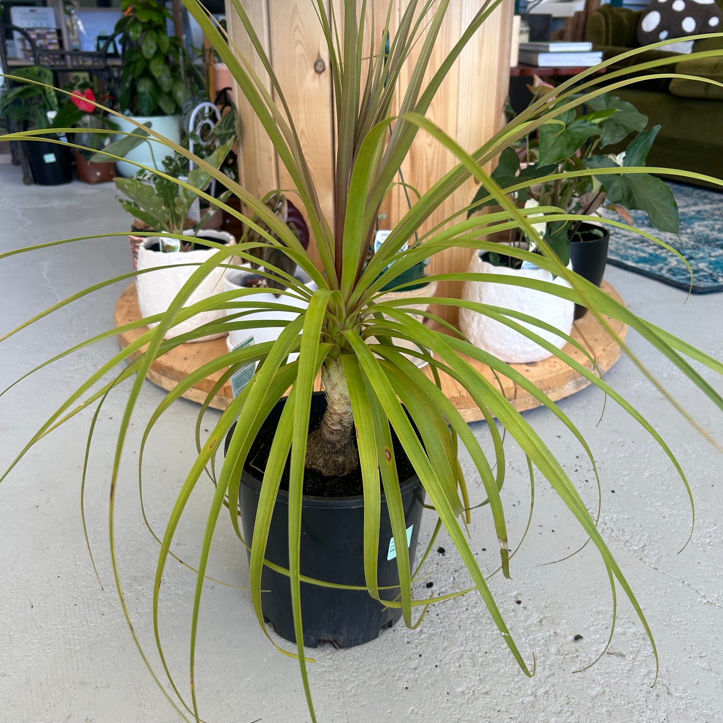 Ponytail Palm 200mm