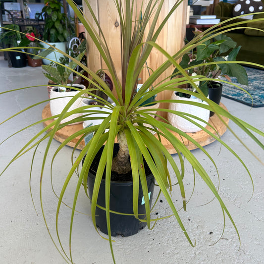 Ponytail Palm 200mm