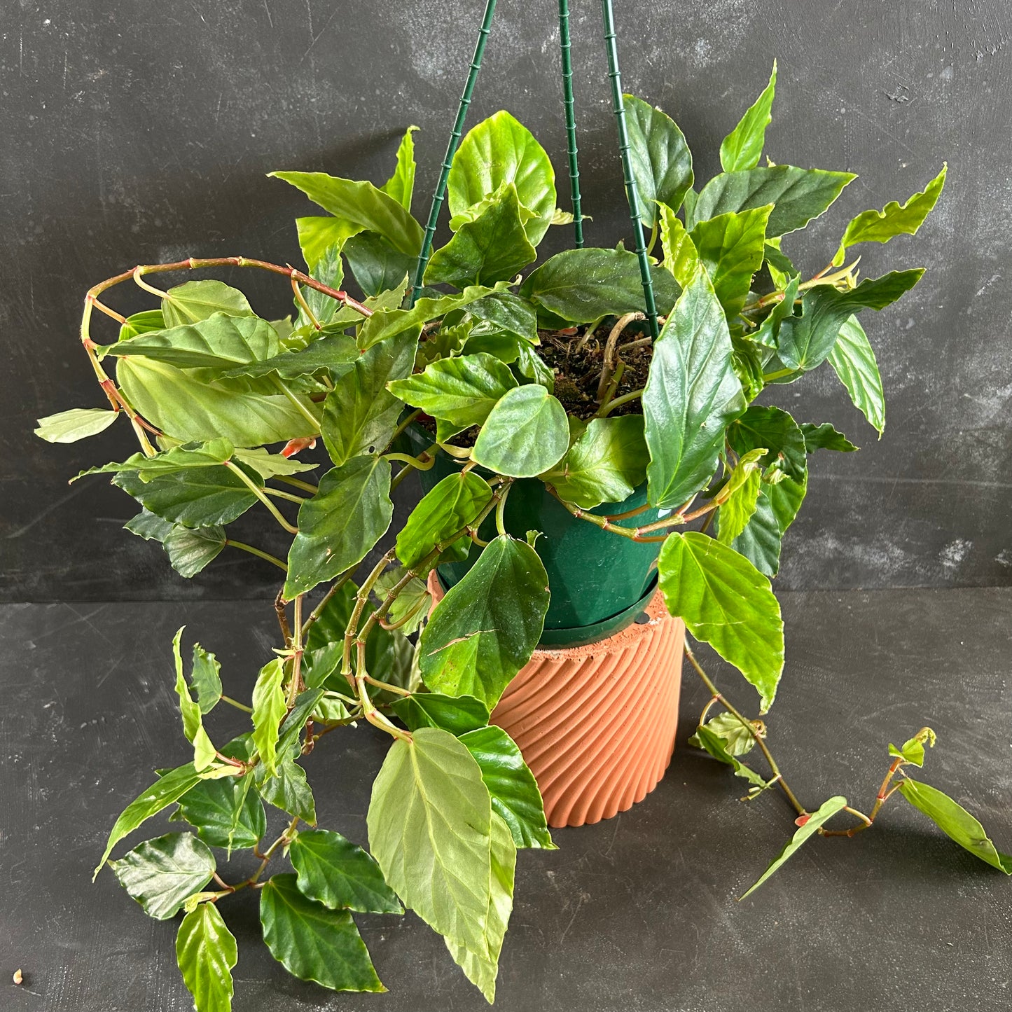 Begonia Glaucophylla 175mm