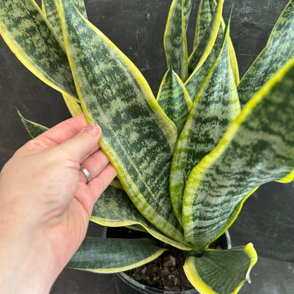 Sansevieria Trifasciata Superba 200mm