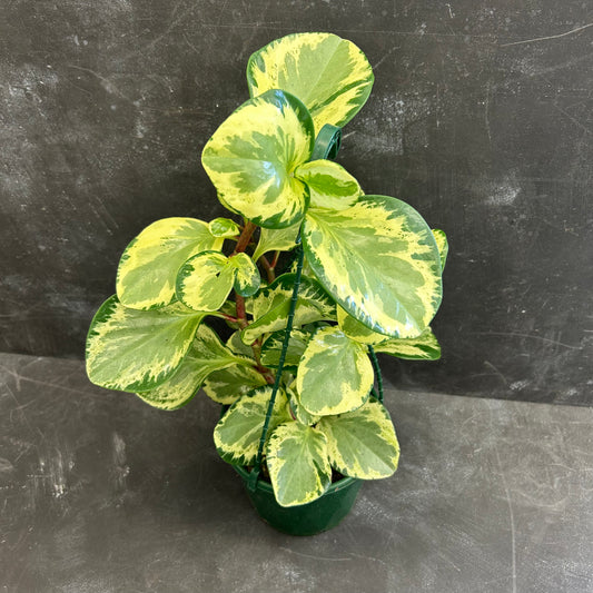 Peperomia Golden Gate 170mm