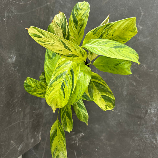 Ctenanthe Lubbersiana Variegated 125mm