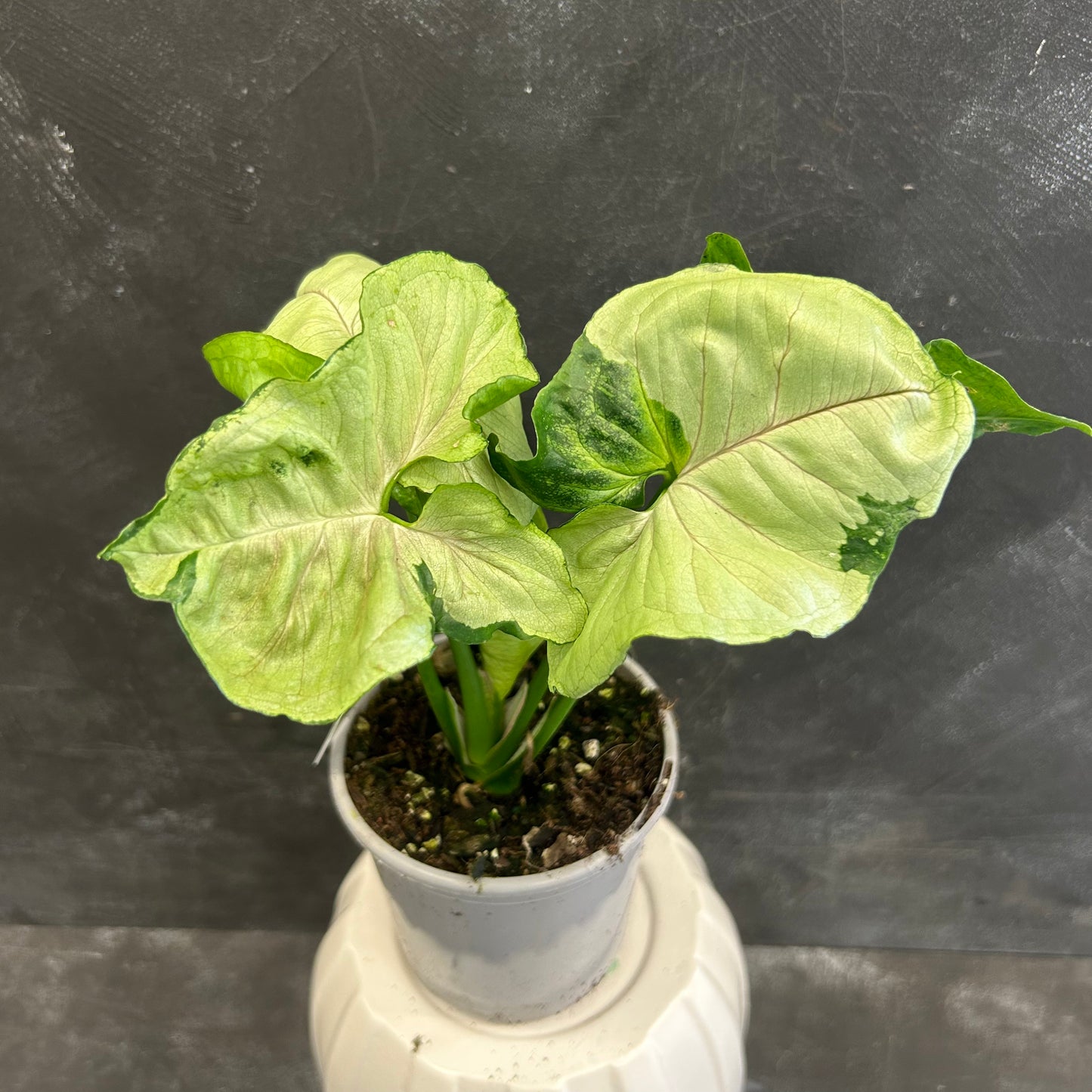 Syngonium T24 105mm