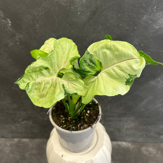 Syngonium T24 105mm