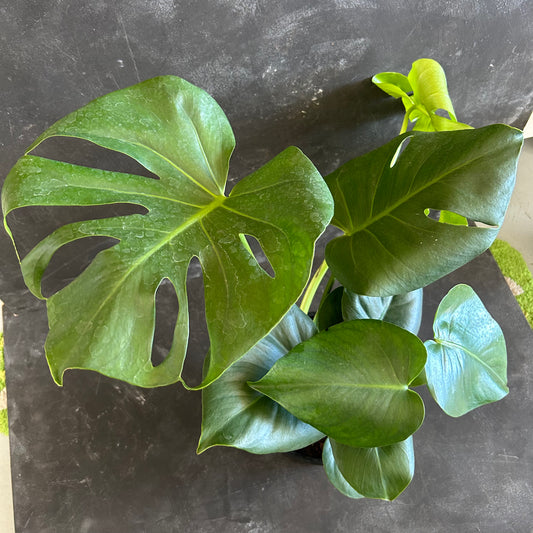 Monstera Deliciosa 200mm