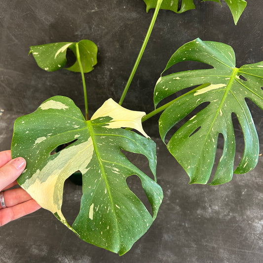 Monstera Thai Constellation 130mm