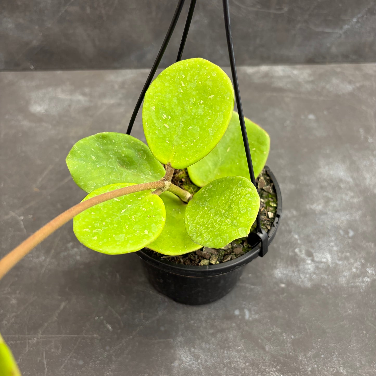 Hoya Obovata 125mm