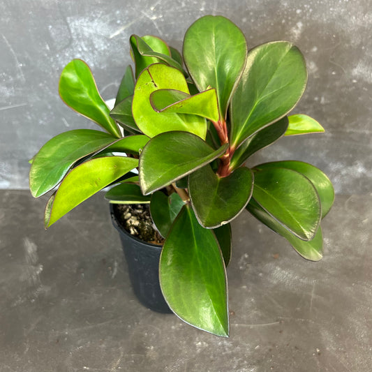 Peperomia Magnoliifolia Jade 125mm