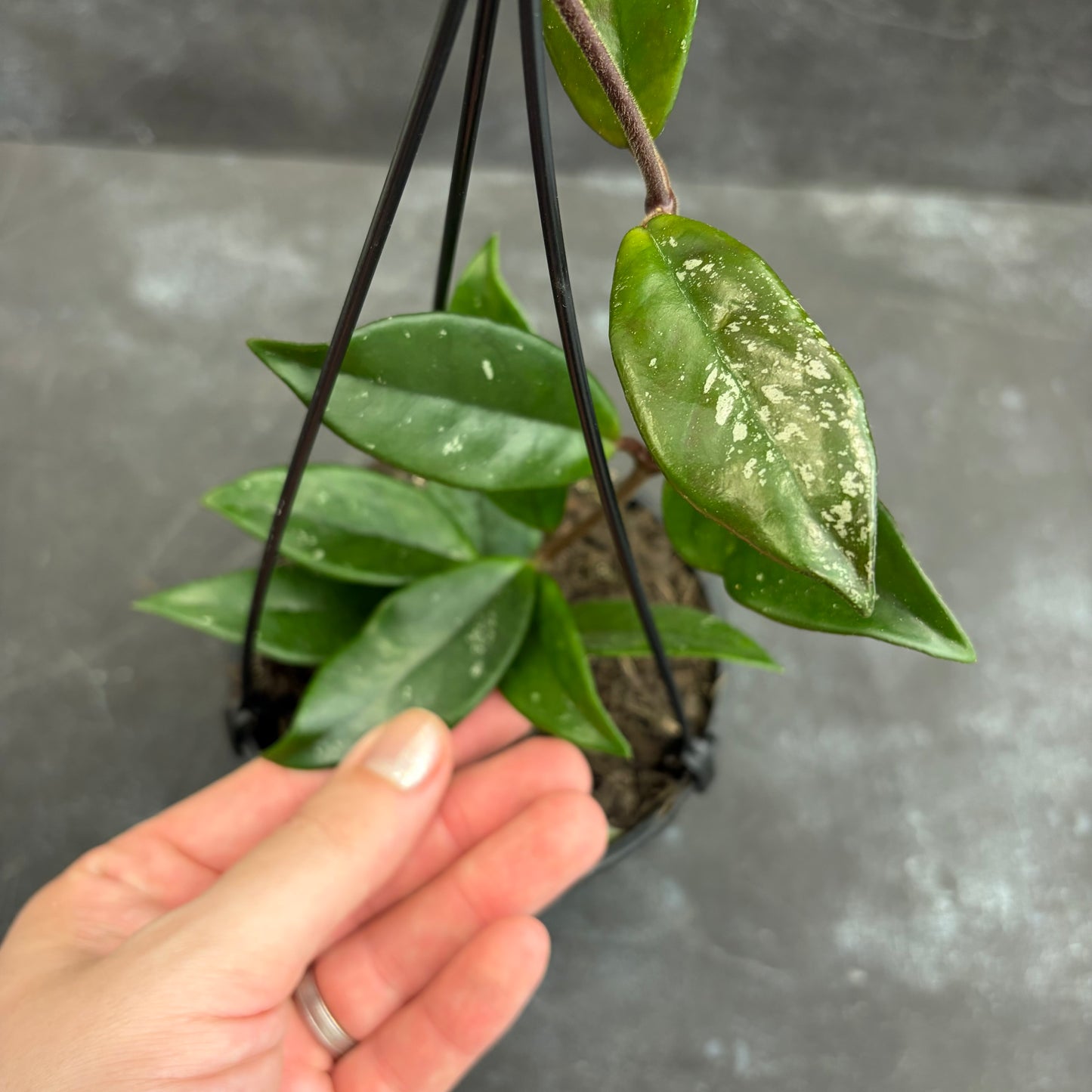 Hoya Carnosa 125mm