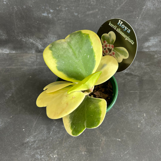Hoya Kerrii Albomarginata 100mm