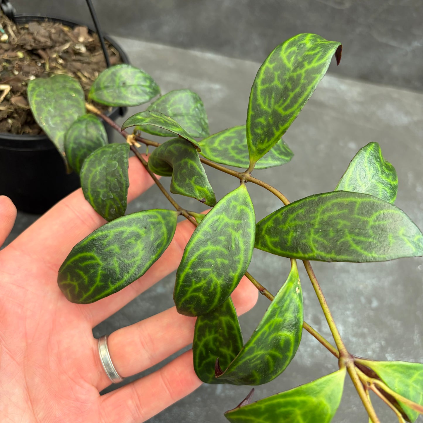 Aeschynanthus Black Pagoda 125mm