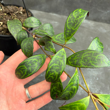 Aeschynanthus Black Pagoda 125mm