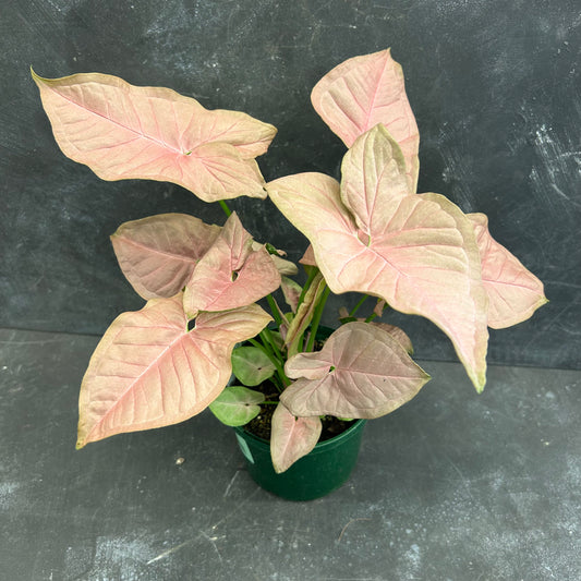 Syngonium Red Heart 140mm