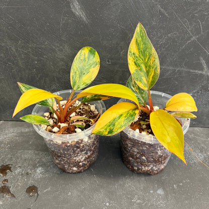 Philodendron Rojo Congo Variegated 90mm