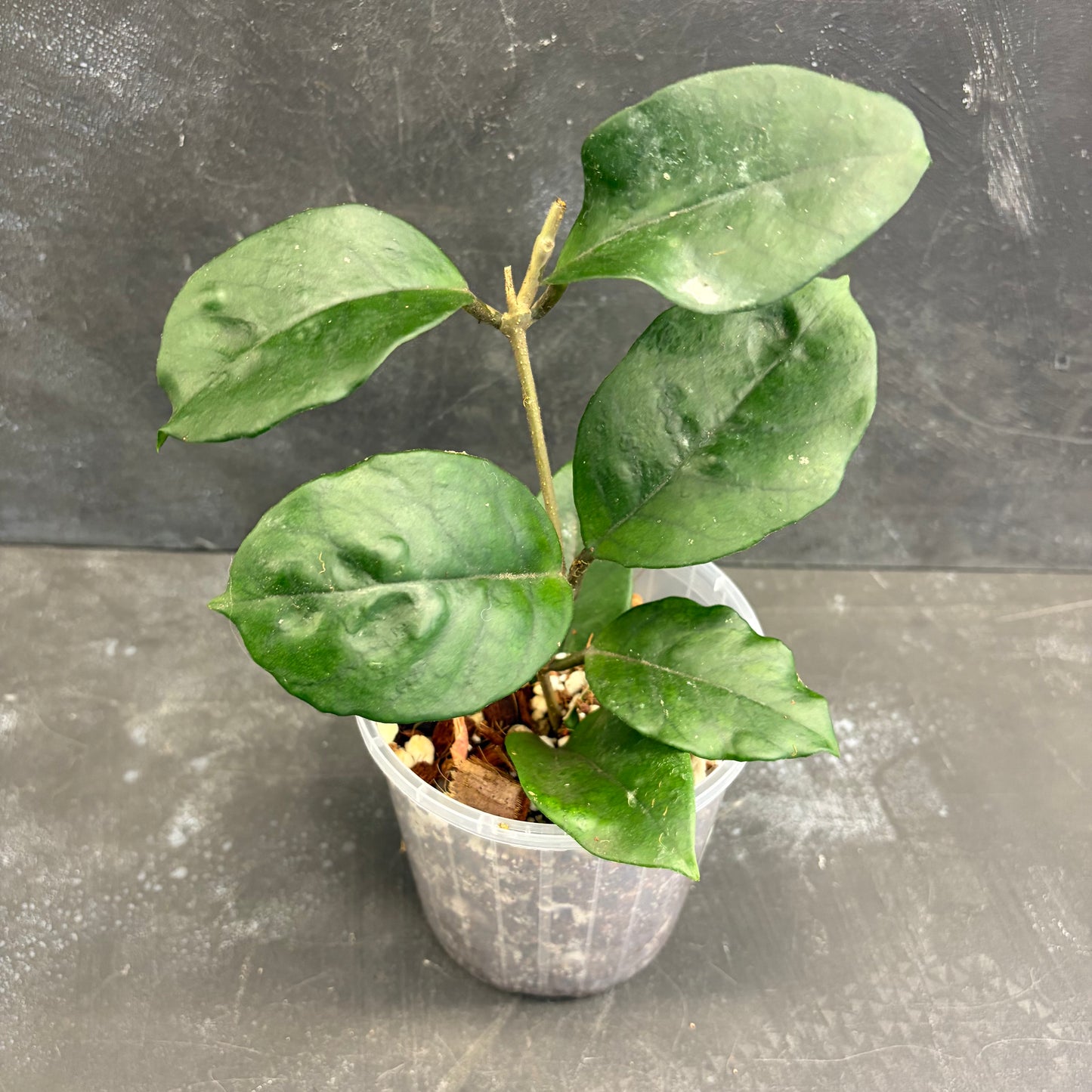 Hoya Fungii 125mm